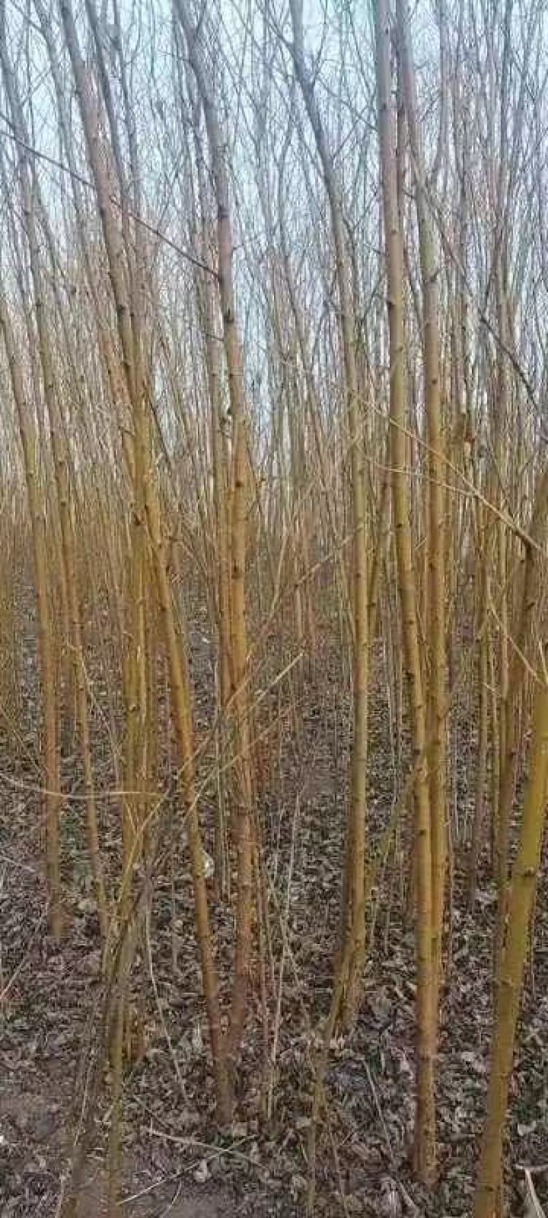 桑树苗大量出售！诚信经营！高质量低价格！