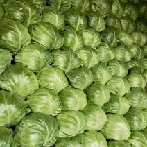 甘蓝大量有货需要的联系