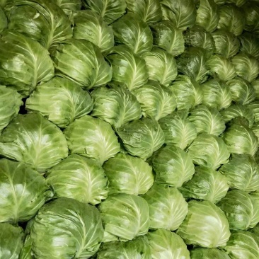 甘蓝大量有货需要的联系