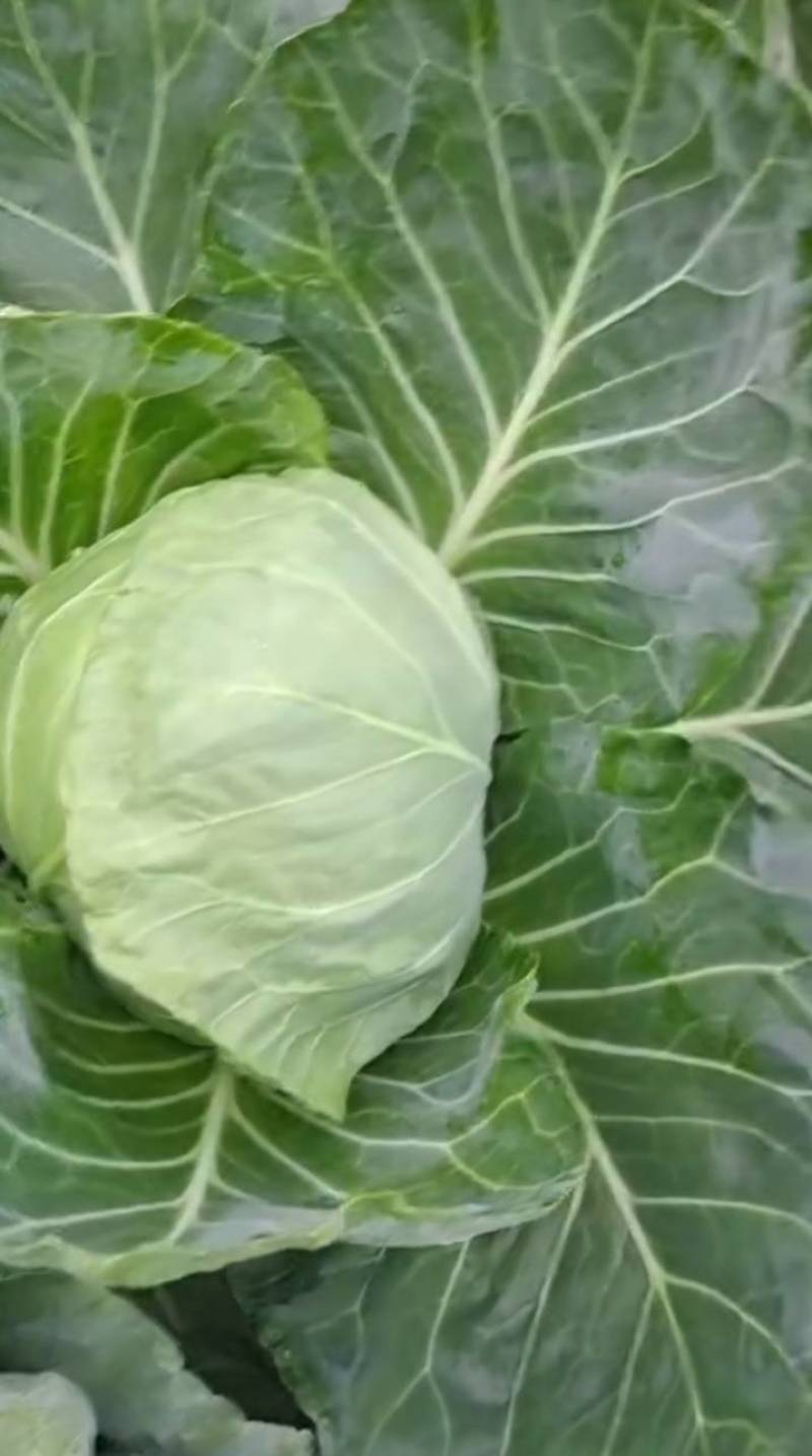 甘蓝大量有货需要的联系