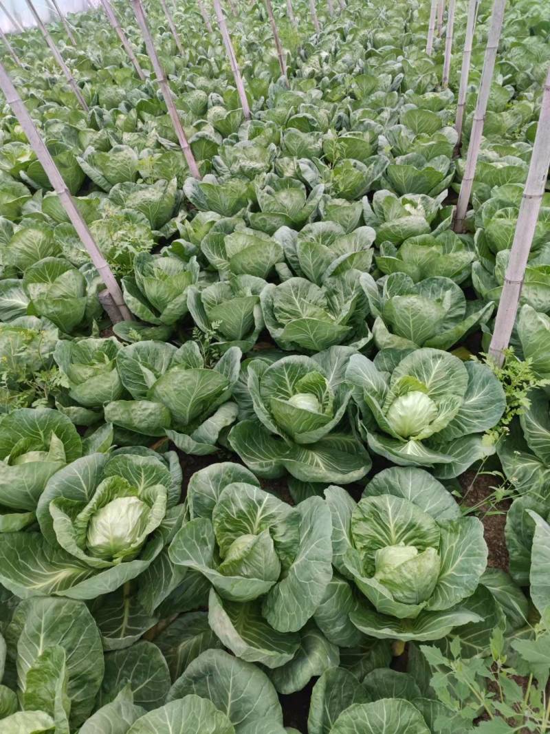 甘蓝大量有货需要的联系