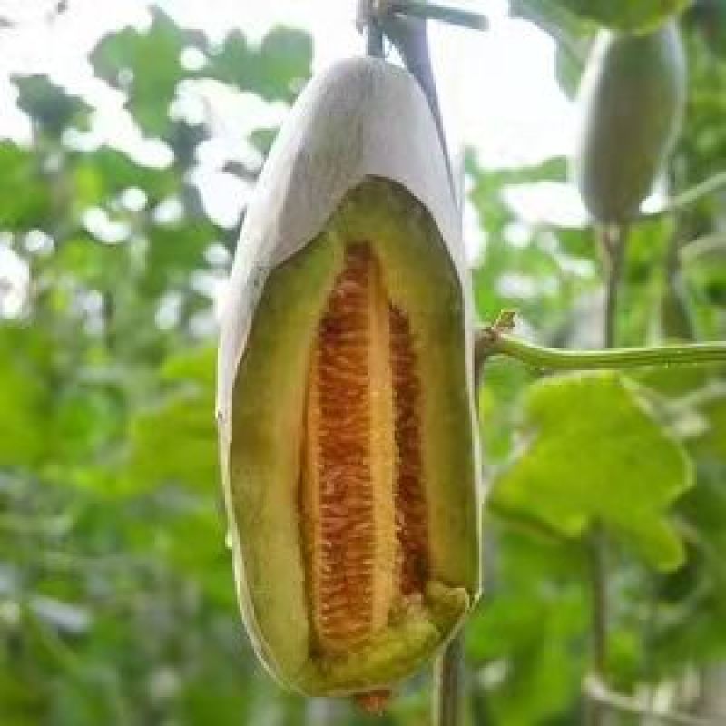 博洋羊角蜜甜瓜0.5斤以上山东莘县万亩甜瓜基地专业代办