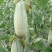 博洋羊角蜜甜瓜0.5斤以上山东莘县万亩甜瓜基地专业代办