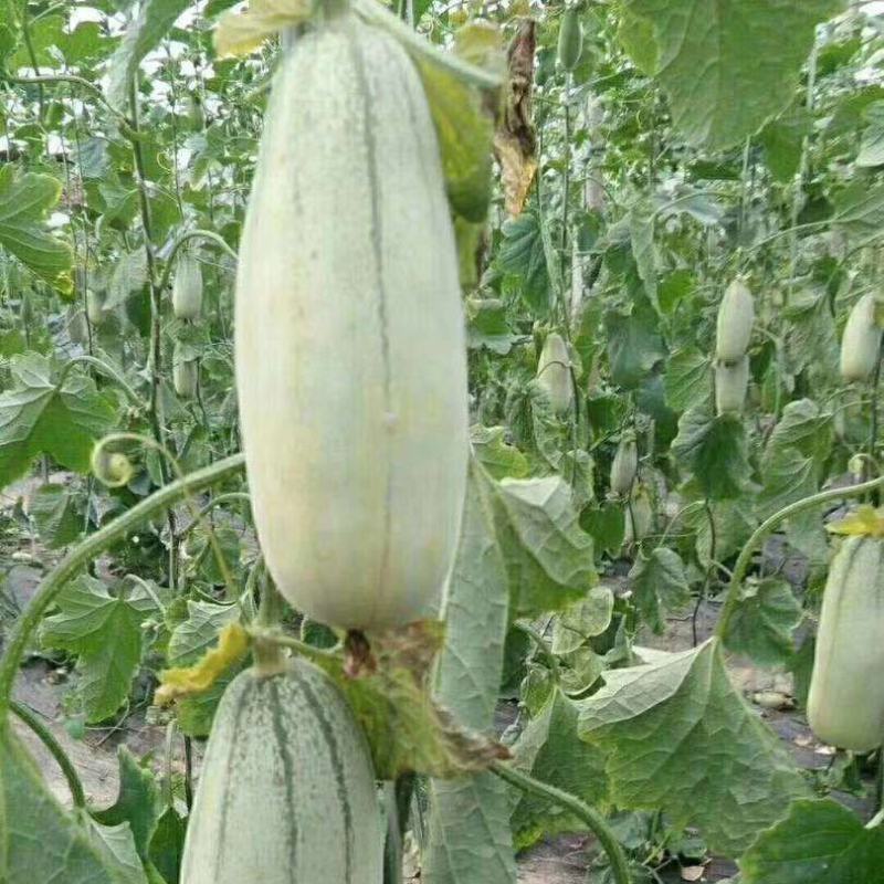 博洋羊角蜜甜瓜0.5斤以上山东莘县万亩甜瓜基地专业代办