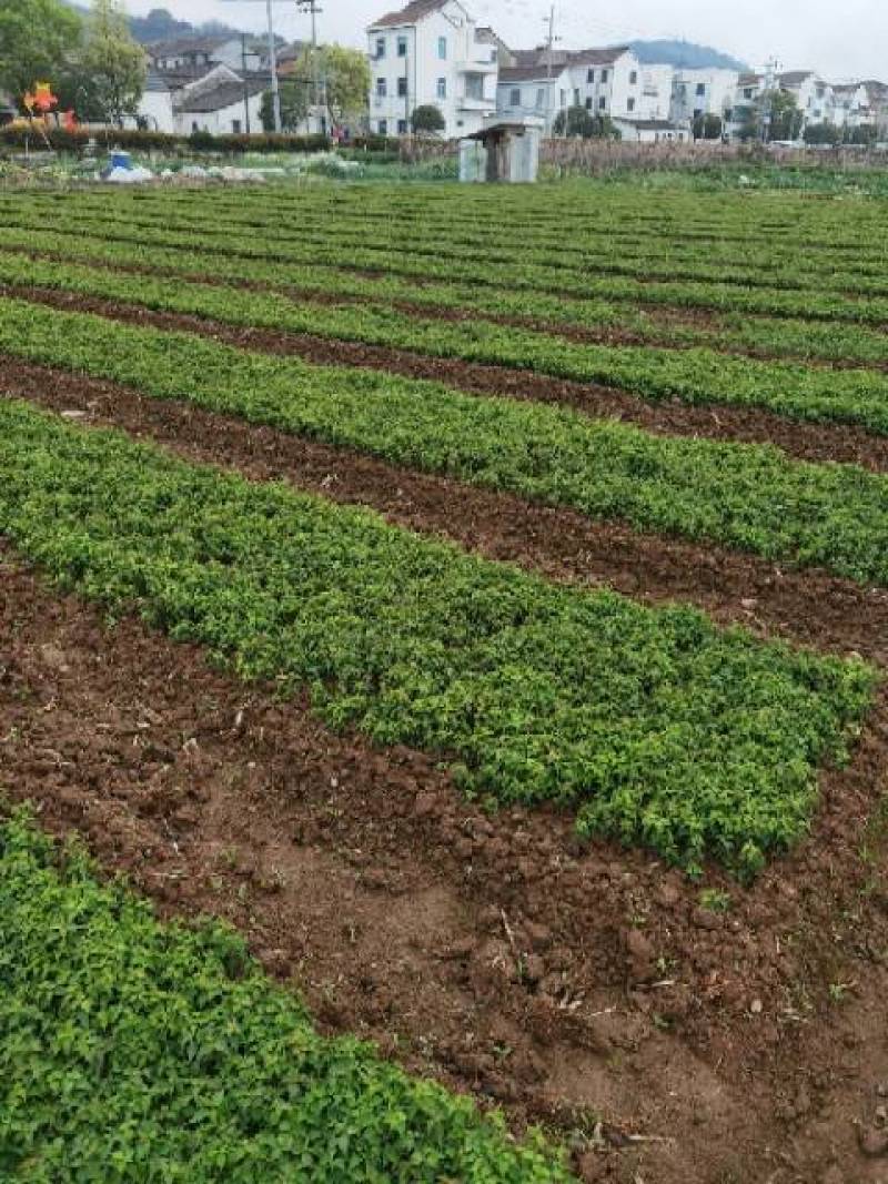 2022青梅小苗酸梅小苗浙江绍兴数量大产地直发