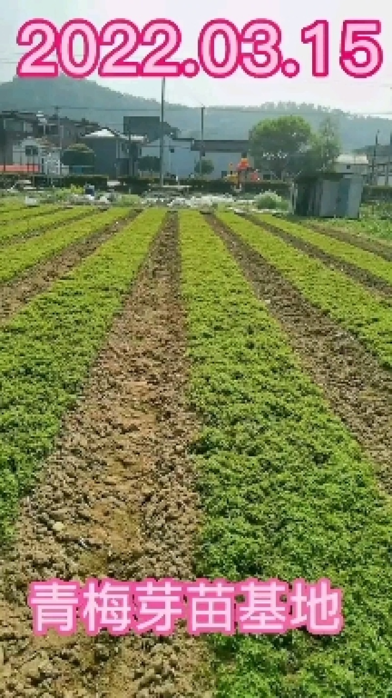 2022青梅小苗酸梅小苗浙江绍兴数量大产地直发