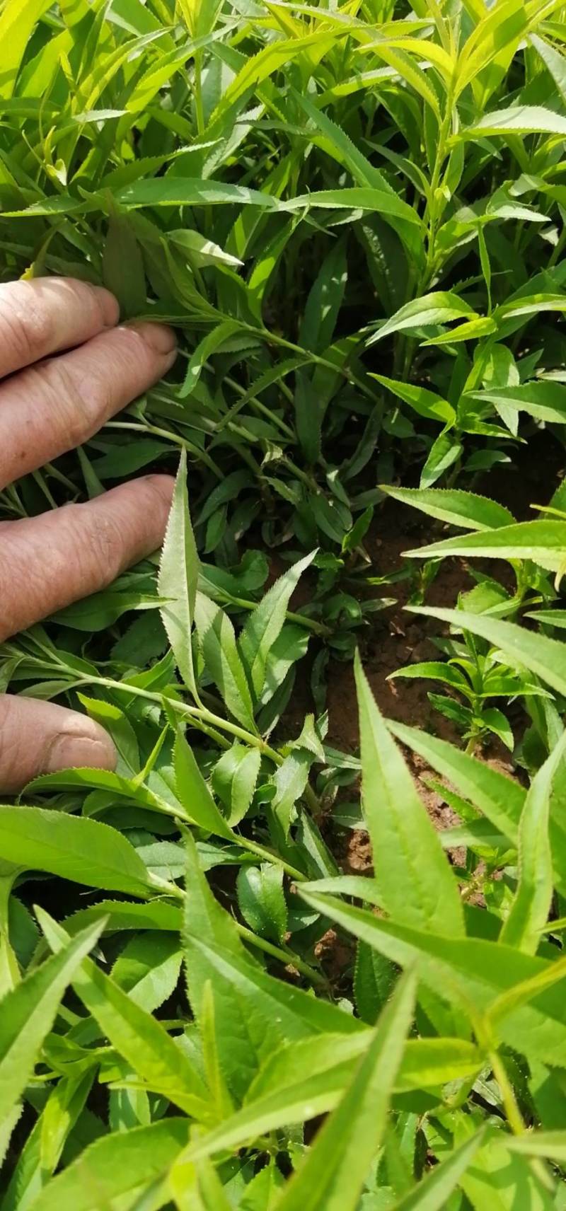 毛桃小苗毛桃芽苗根系发达浙江绍兴产地直发