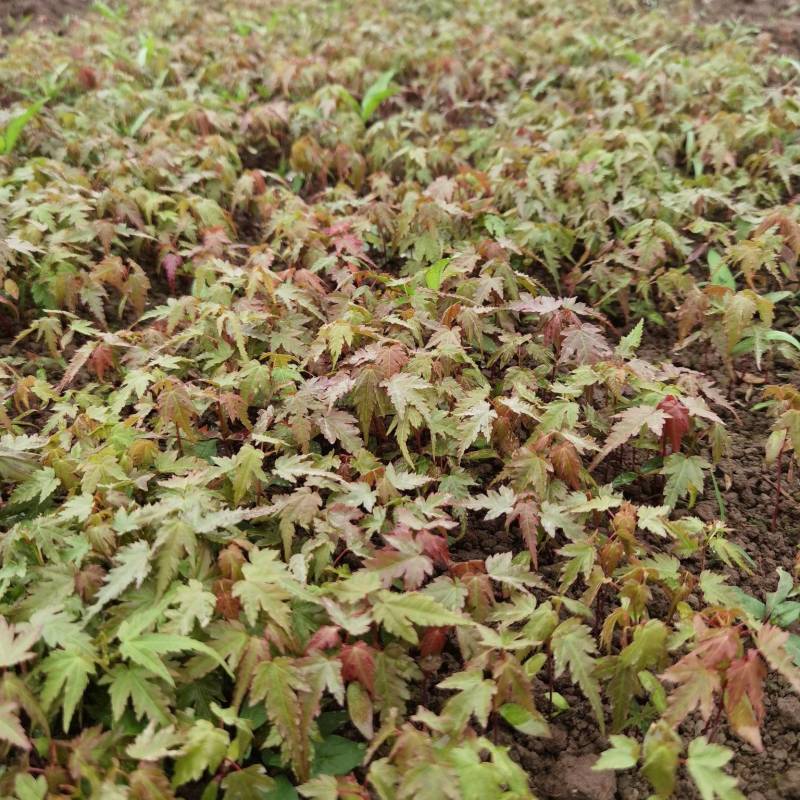 鸡爪槭小苗鸡爪槭苗浙江绍兴数量大产地直发