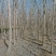 销售流苏:苗圃直销处理地径5至10公分流苏树