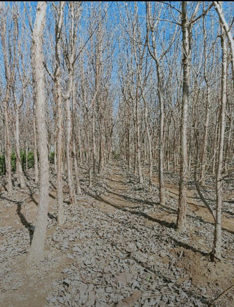 销售流苏:苗圃直销处理地径5至10公分流苏树