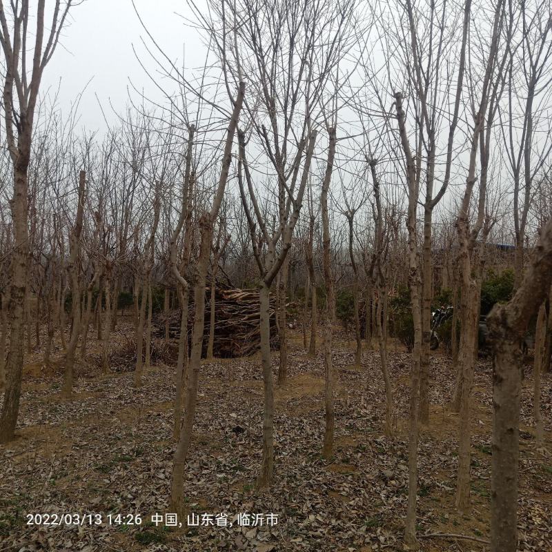 销售流苏:苗圃直销处理地径5至10公分流苏树