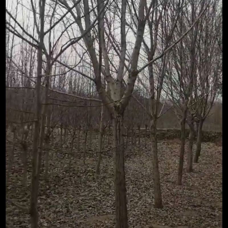 销售流苏:苗圃直销处理地径5至10公分流苏树