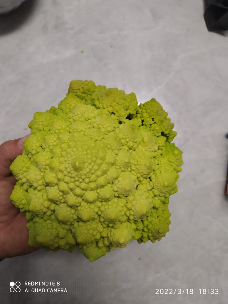 宝塔花椰菜塔花花菜绿花菜花椰菜法国花椰菜