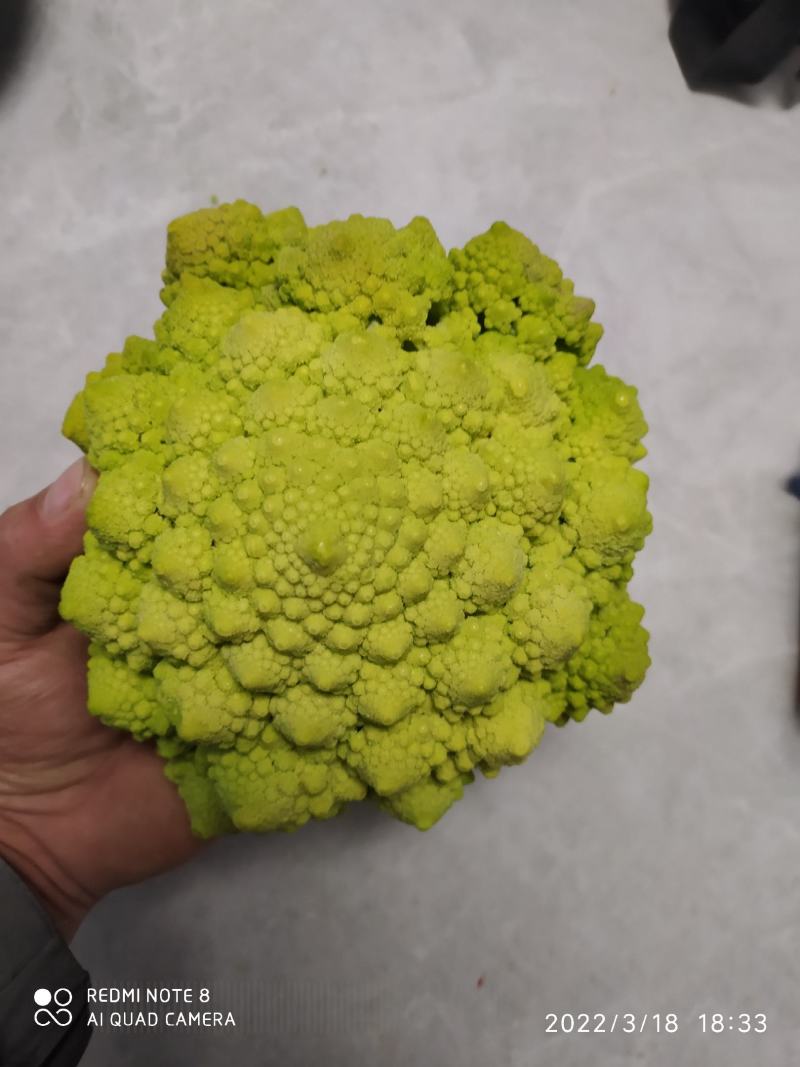 宝塔花椰菜塔花花菜绿花菜花椰菜法国花椰菜