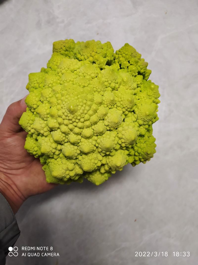 宝塔花椰菜塔花花菜绿花菜花椰菜法国花椰菜