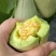 山东莘县，羊角蜜，大量上市货源充足，对接电商一件代发
