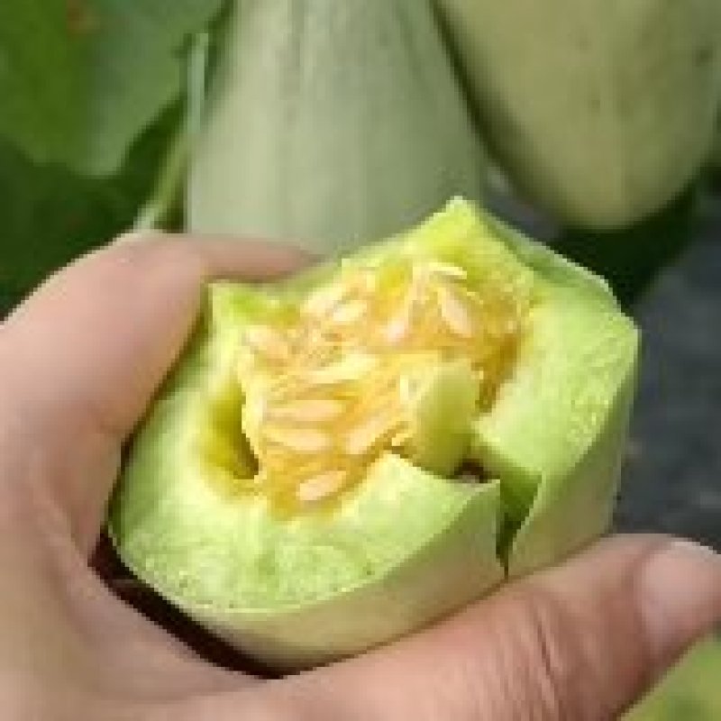 山东莘县，羊角蜜，大量上市货源充足，对接电商一件代发