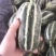 山东莘县，羊角蜜，大量上市货源充足，对接电商一件代发