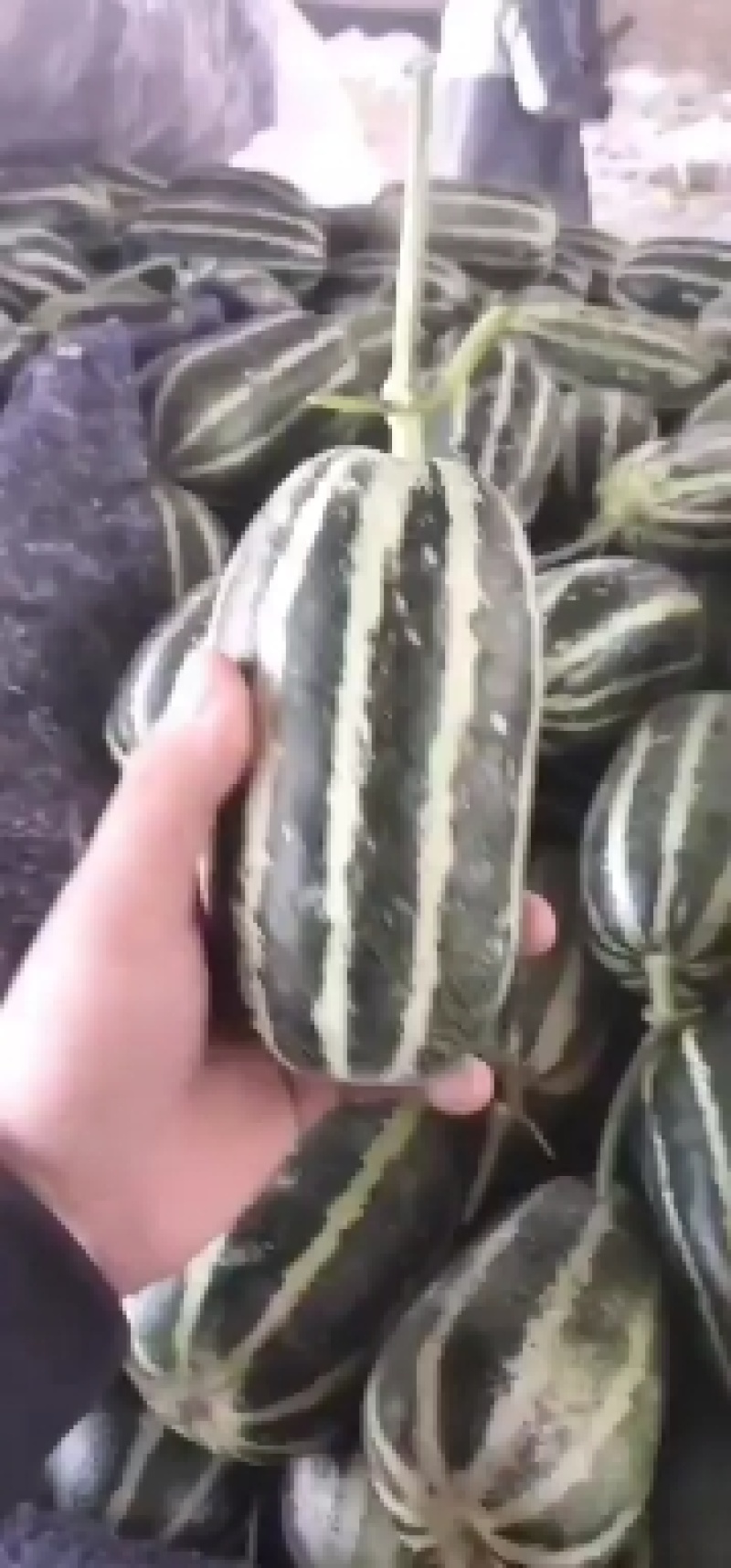 山东莘县，羊角蜜，大量上市货源充足，对接电商一件代发
