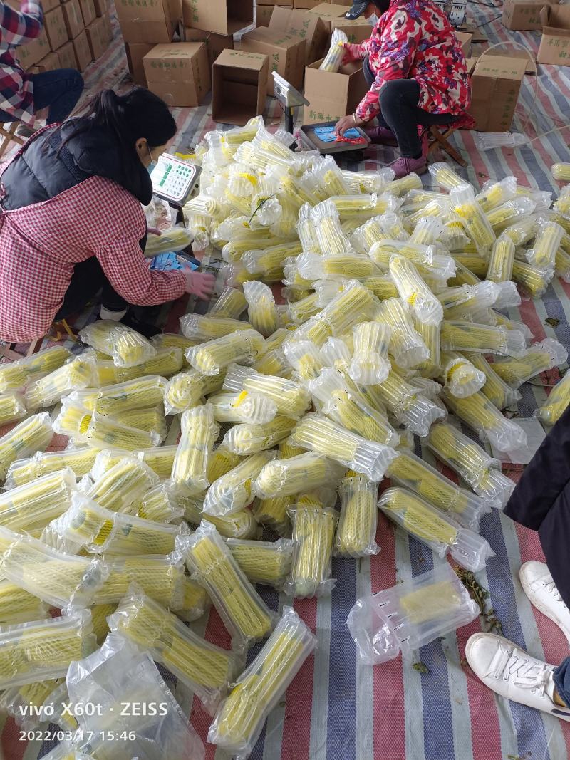 山东莘县，羊角蜜，大量上市货源充足，对接电商一件代发