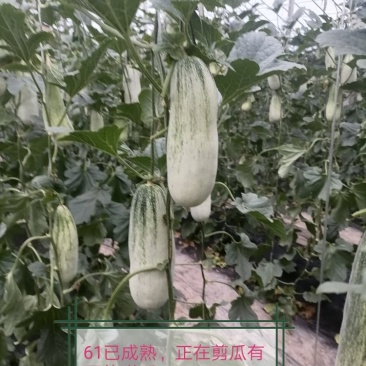 博洋甜瓜