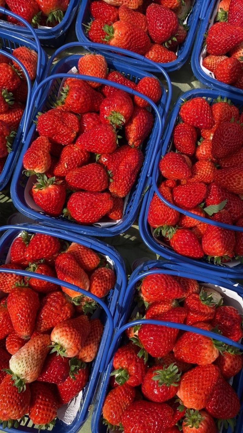 【优选】双八草莓基地直发货源充足价格优惠可长期合作甜蜜