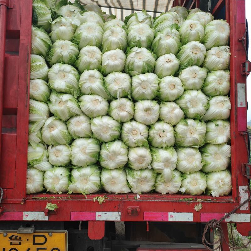 白菜，福建黄心大白菜，大量上市，一手货源，发往全国各地
