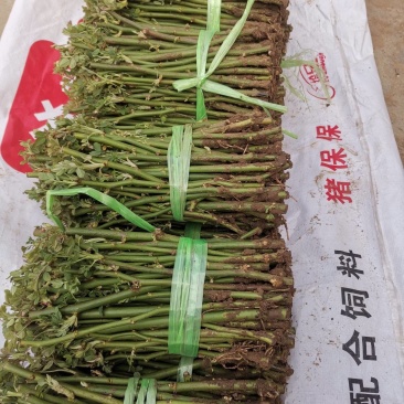 蔷薇小苗