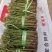 蔷薇小苗