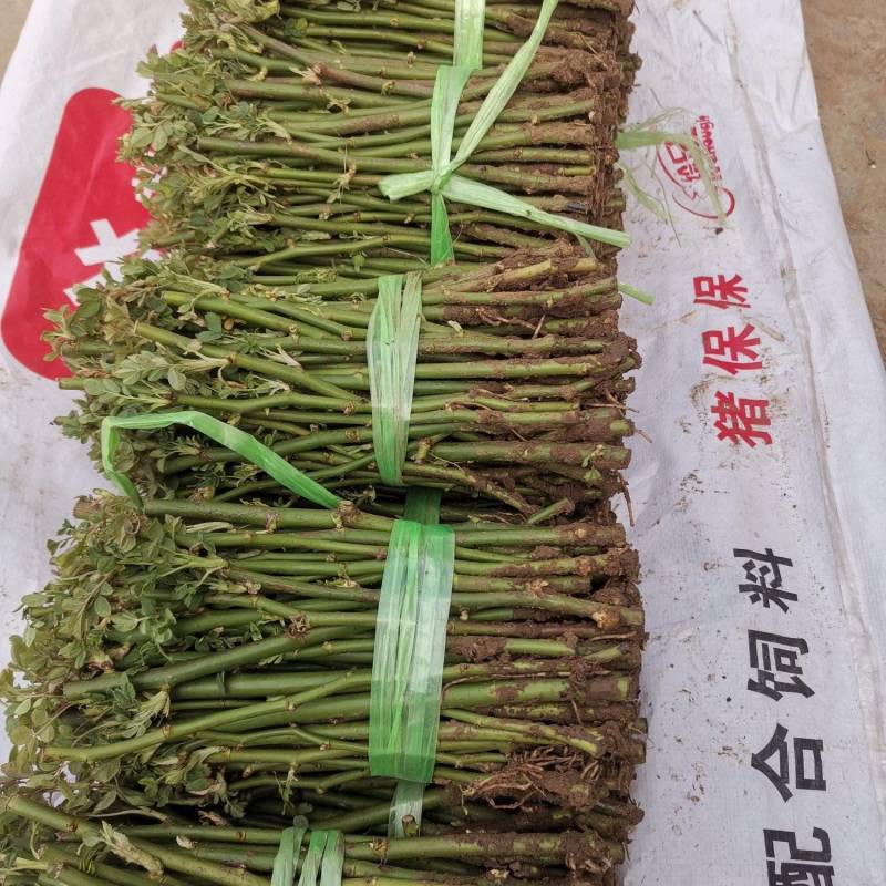 蔷薇小苗