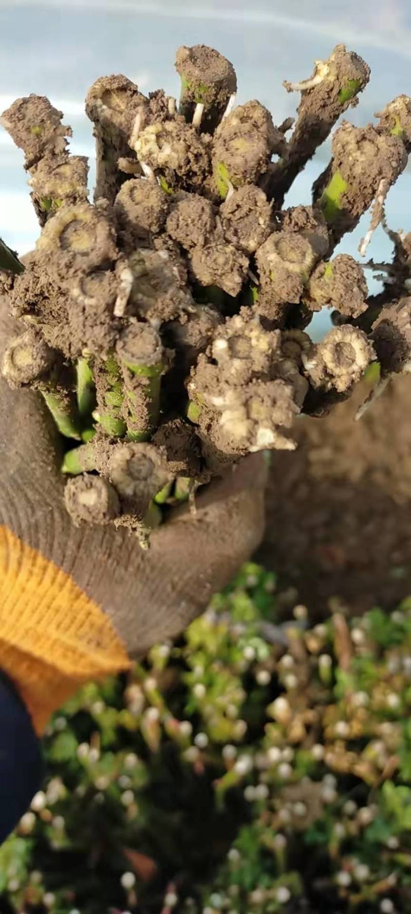 蔷薇小苗