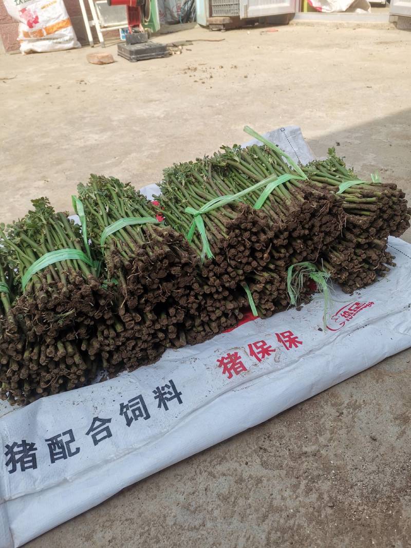 蔷薇小苗