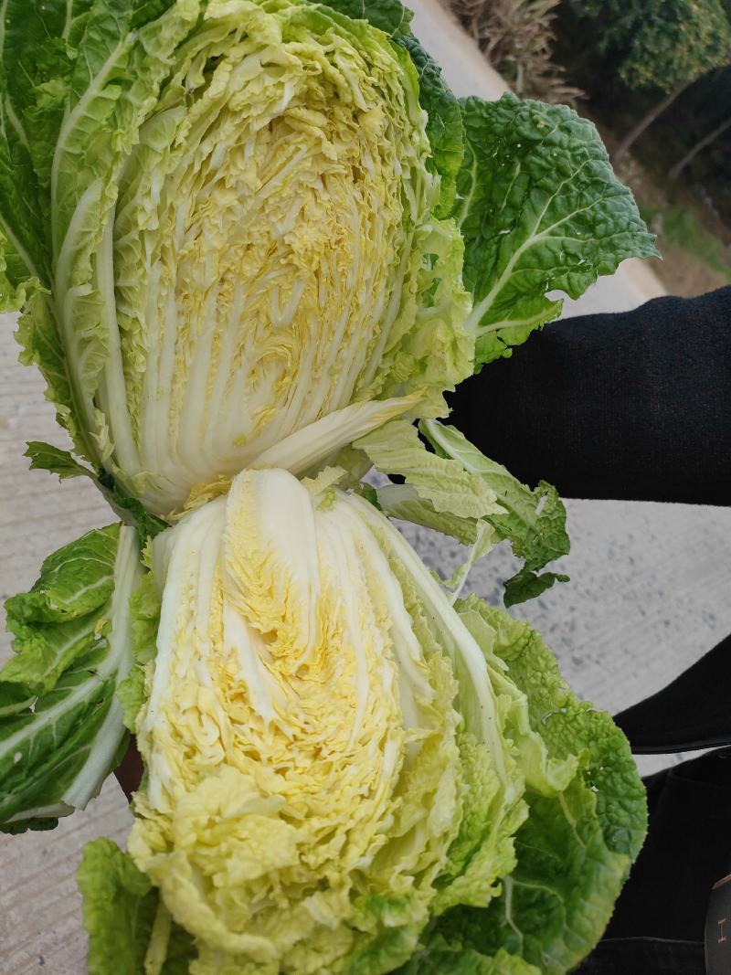 白菜，福建黄心大白菜，大量上市，一手货源，发往全国各地