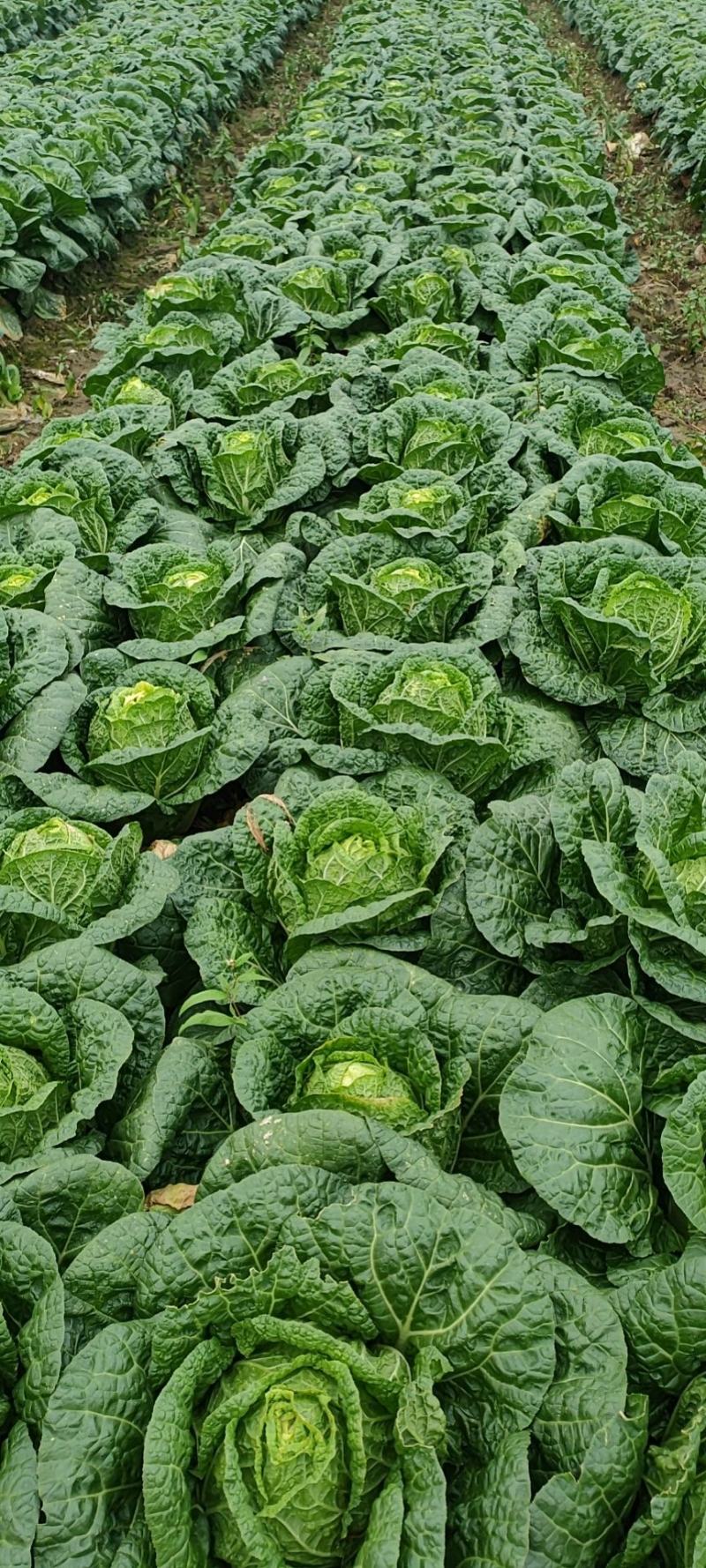 白菜，福建黄心大白菜，大量上市，一手货源，发往全国各地