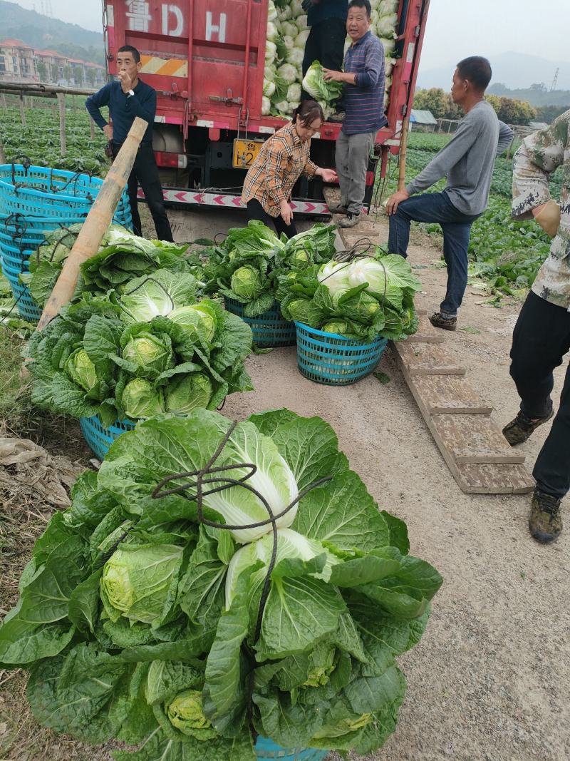 白菜，福建黄心大白菜，大量上市，一手货源，发往全国各地