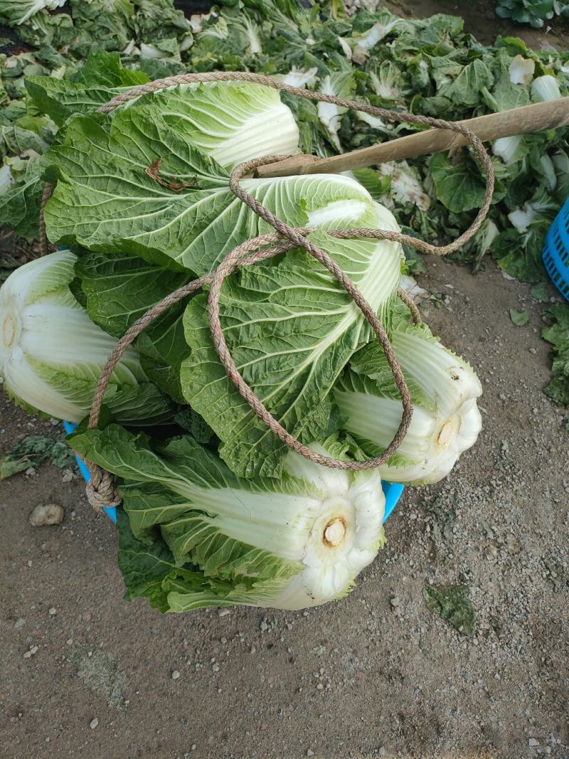 白菜，福建黄心大白菜，大量上市，一手货源，发往全国各地