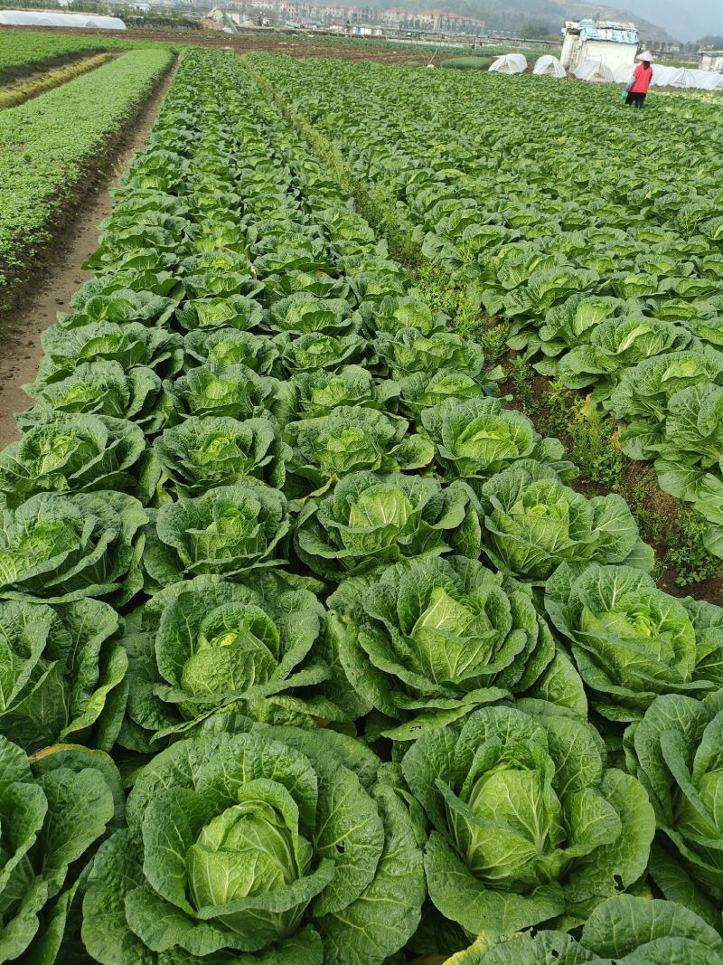 白菜，福建黄心大白菜，大量上市，一手货源，发往全国各地