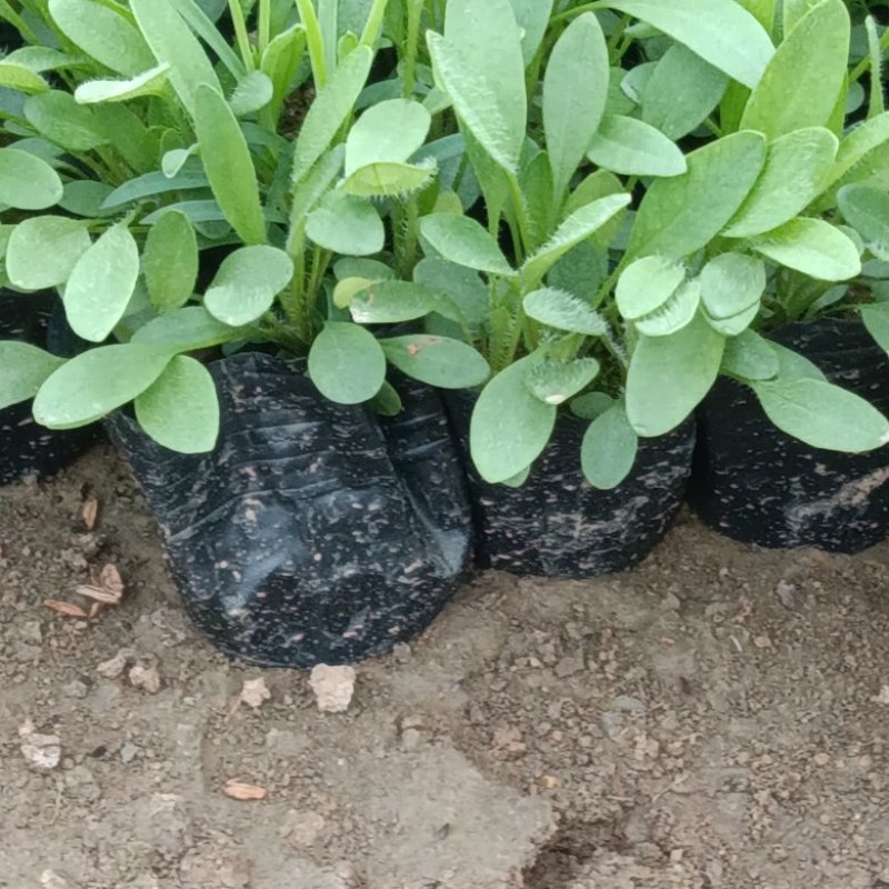 金鸡菊，大花重瓣金鸡菊，基地自产