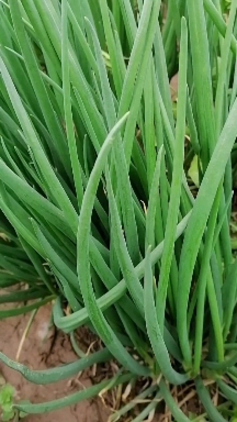 白根香葱，红根香葱大量上市，需要的老板联系