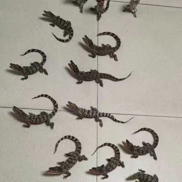 鳄鱼苗，鳄鱼小苗包邮包活到家
