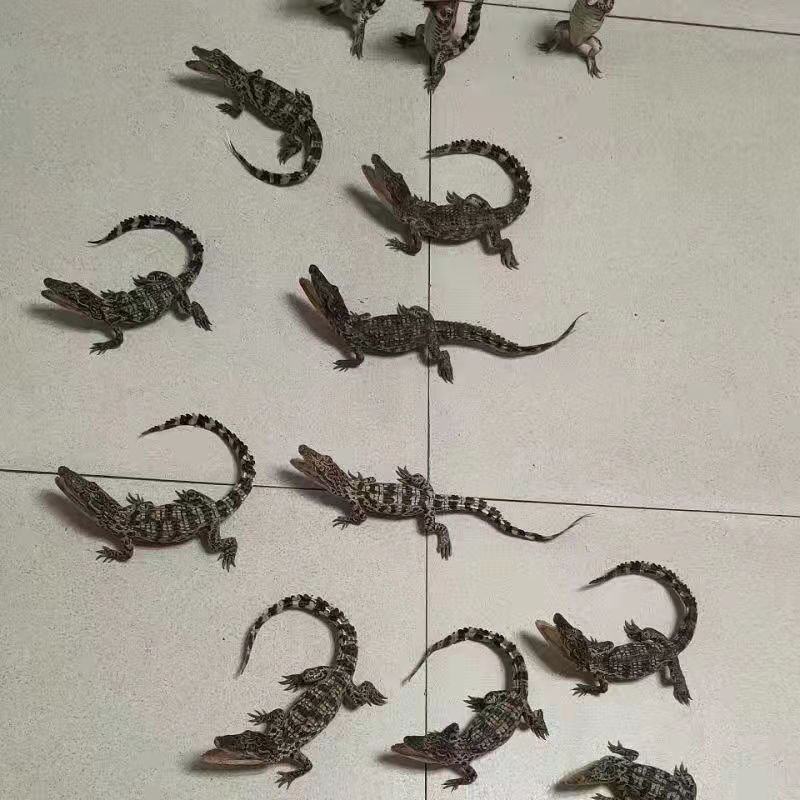 鳄鱼苗，鳄鱼小苗包邮包活到家