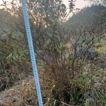 山坡草地，矮桩映山红丛林