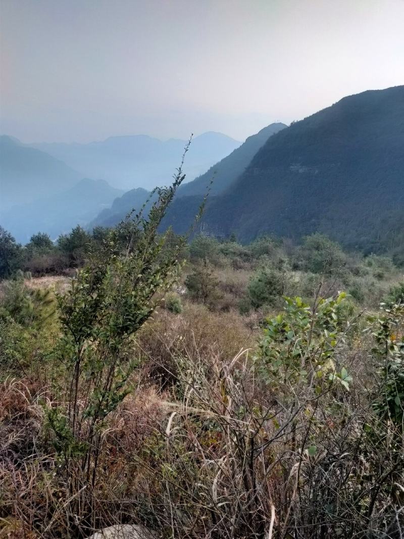 山坡草地，矮桩映山红丛林