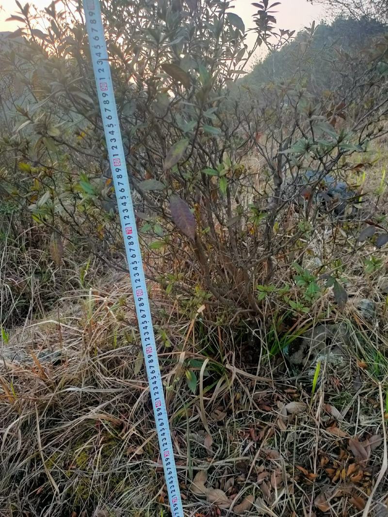 山坡草地，矮桩映山红丛林