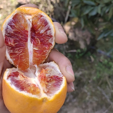 血橙