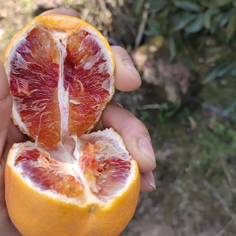 血橙