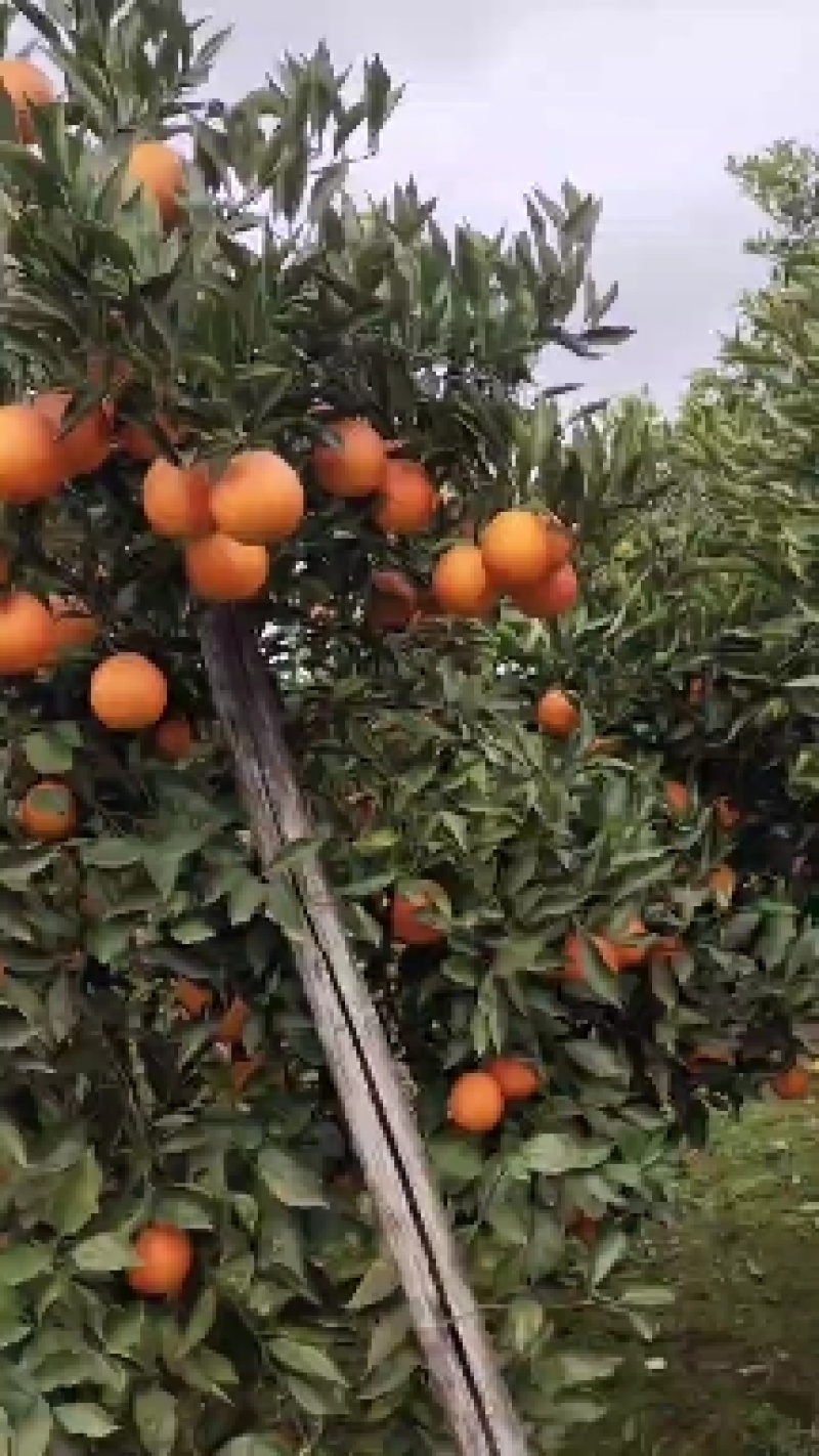 血橙