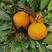 冰糖橙子苗，品种正宗，结果快大成活率高，全国发货