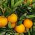 冰糖橙子苗，品种正宗，结果快大成活率高，全国发货
