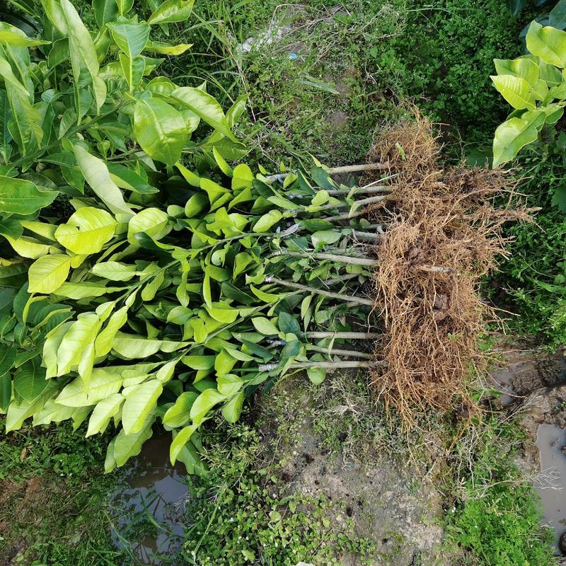 越南翡翠青柚地苗泥球苗杯苗一年四季可以种植